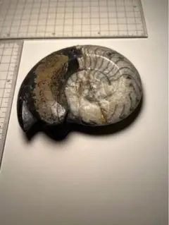 アンモナイト 化石 モロッコ産