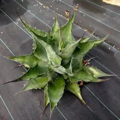 オバティフォリア 鉢植えのまま発送 - $66.66 | Otsukai.com