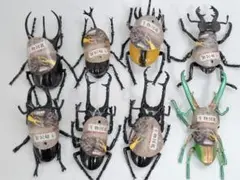 生物図鑑　キッズシリーズ　リアルカブトクワガタ8　8体セット　メタリックカラー有