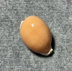 希少価値貝殻 ナンヨウダカラ Golden cowrie ナンヨウダカラ | 貝の図鑑