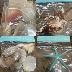 貝殻アソートセット