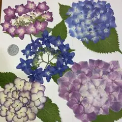 紫陽花の押し花素材♡