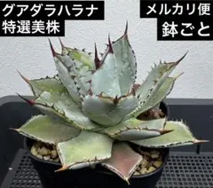 観葉植物　アガベ　グアダラハラナドワーフ　台湾産 観葉植物 アガベ グアダラハラナドワーフ 台湾産 アガベ