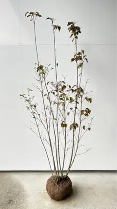 ヤマボウシ/株立ち【現品発送】管理60840 ヤマボウシ/株立ち【現品発送】管理60840 苗木・植木