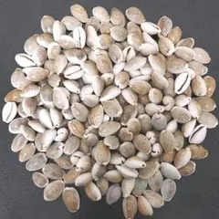 タカラ貝 約200個