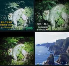 野性白鹿の断崖絶壁Area-Photo-frame仕様