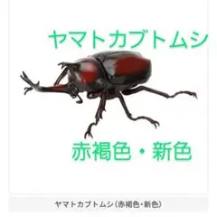ヤマトカブトムシ　いきもの大図鑑　かぶとむし09　ガチャ　ガシャポン　カプセル版