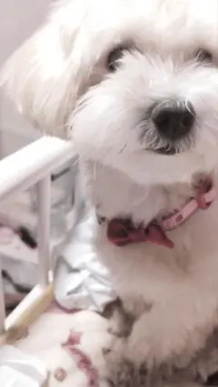 ピンクのイチゴ柄首輪