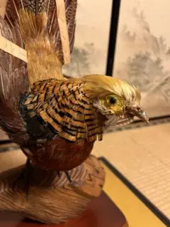 剥製 オシドリ　鳥　木製台座付き オシドリ剥製 （剥製 オシドリ 鳥 木製台座付き （オシドリの
