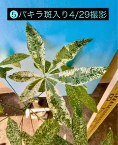 希少！パキラムーンライトA11・複数接ぎ木・枝分岐パラソル仕立て/無機質用土 希少！パキラムーンライトA11・複数接ぎ木・枝分岐パラソル