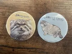 【限定】2023国際マヌルネコの日キーホルダーC② m46240831984_1.jpg?1745276659