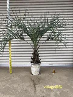 送料込み ココスヤシ シルバーリーフ 庭木 庭 鉢植え