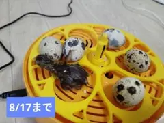 うずら　有精卵　10個 ハンドメイド用 8/17日まで