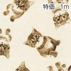 ラスト 特価 1m マンチカン 猫 生成り オックス