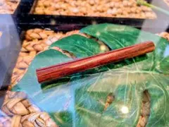 二胡皮保護棒チンバー