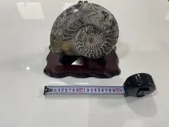 アメモナイトの化石置物