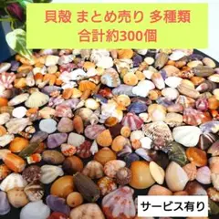 貝殻 　まとめ売り　多種類(20種類以上)　合計約300個