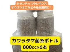 カワラタケ菌糸ボトル ネジ式キャップ800cc 6本セット