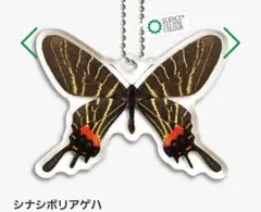 2025年最新】標本 シボリアゲハの人気アイテム - メルカリ
