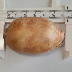 タカラガイ　貝殻