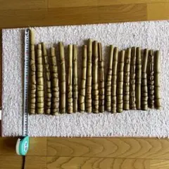 布袋竹ーー10