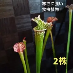 食虫植物 サラセニア【匿名配送】