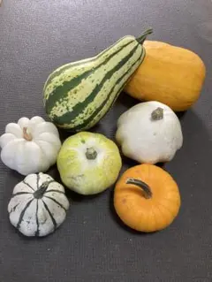 大小さまざまおもちゃかぼちゃ 7個セット