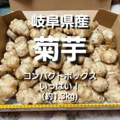 9C 岐阜県産 無農薬 菊芋1.3kg 洗浄済み お試し下さい!