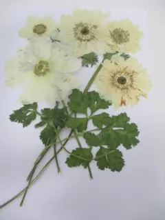 アネモネ（白）の押し花　おまけつき