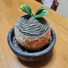 塊根植物風置物　ブーファン・ハエマンソイデス