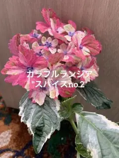 かぺ様 リクエスト 2点 まとめ商品　紫陽花　アジサイ　サプライズ　スパイス かぺ様 リクエスト 2点 まとめ商品 紫陽花 アジサイ サプライズ