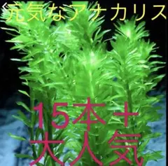 【冬の水草祭り】アナカリス15本+おまけ