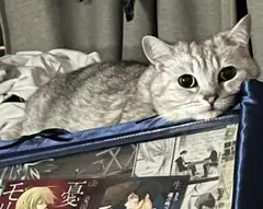 静専用
