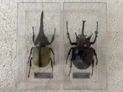 貴重 マルスゾウカブト 標本 標本箱付き マルスゾウカブト 標本 標本箱付き 2025年最新