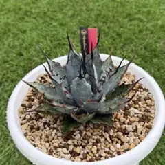 左*舷様 Agave hybrid エボリスピナ × ブラック＆ブルー 陽炎 チ Agave hybrid エボリスピナ × ブラック＆ブルー 陽炎 チタノタ