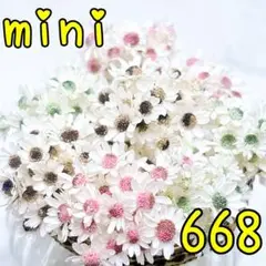 ドライフラワー♡スターフラワーミニ♡668チョコレートコレクション♡