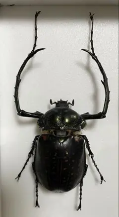 みのり　昆虫標本　セスジテナガコガネ クモセスジドウナガテナガコガネ - 錯乱坊の彷徨える日々