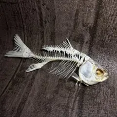フナ 鮒 全身骨格 頭骨 骨格標本