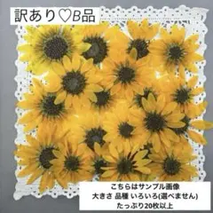 押し花♡No367♡訳あり♡B品♡ミニひまわり