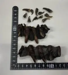 ビーバー　beaver　手 爪セット