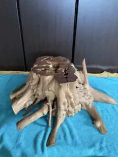 輪切　サビタ根　オブジェ