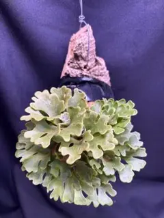 BELLE様　ご連絡用