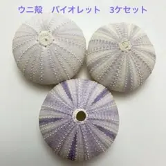 NO.68V~149 アーチン(ウニ殻) バイオレット　濃淡　3ケセット