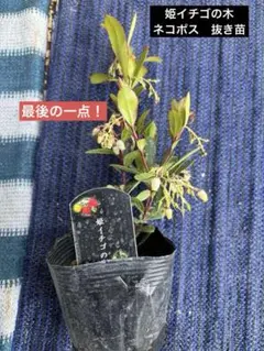 新品タグ付　シャンブルドゥシャーム　ヒメイチゴノキ刺繍 みじかめパンツ 黒 ヒメイチゴノキ刺繍みじかめパンツ シャンブルドゥシャーム 9部