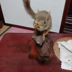 剥製　本物　リス 剥製 本物 リス - メルカリ