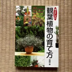 やさしい観葉植物の育て方