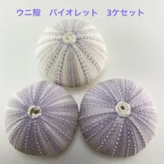 NO.68V-145 アーチン(ウニ殻) バイオレット　濃淡　3ケセット