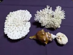 天然ホワイトサンゴ＆貝