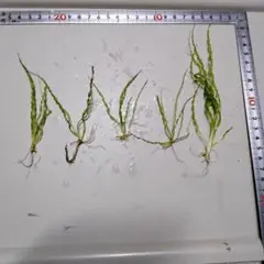 あき様確認用