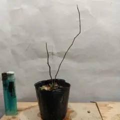 植木苗ノイバラ